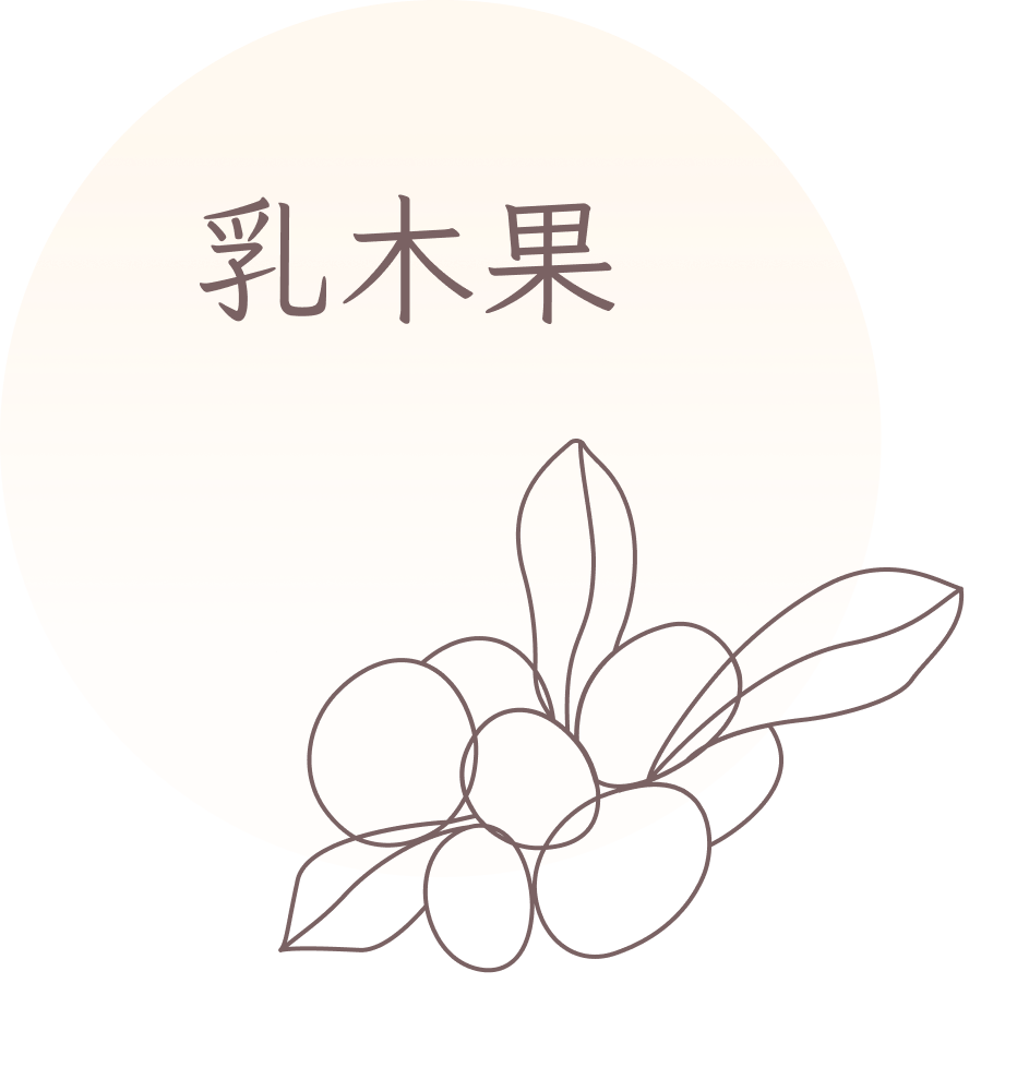 GRAPHIC - 香型-乳木果